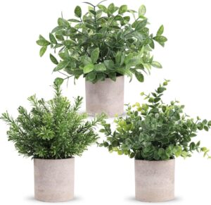 Potted Succulents
